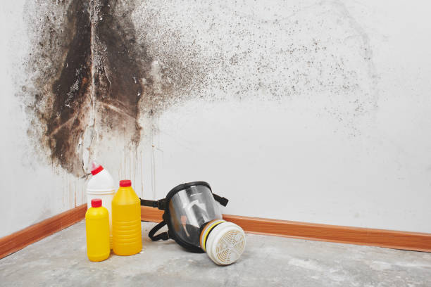 Crawl Space Mold Removal in Cherry Branch, NC