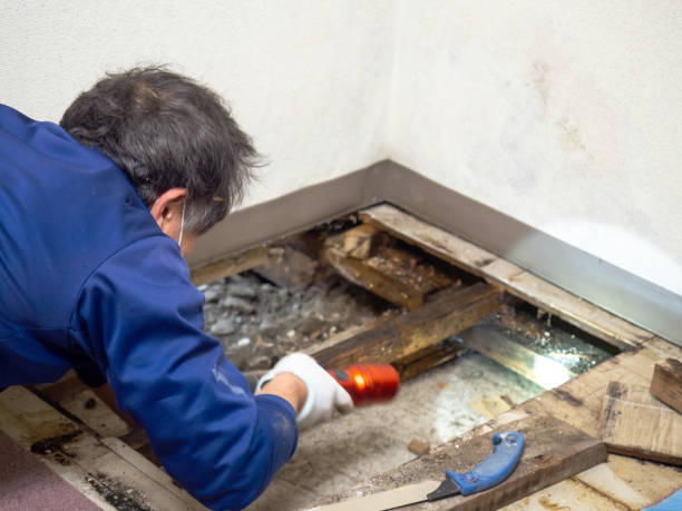 Reliable Cherry Branch, NC Mold Removal Solutions