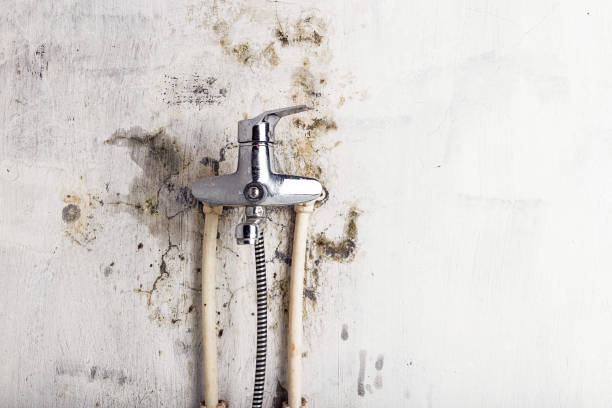 Best Professional Mold Removal  in Cherry Brah, NC