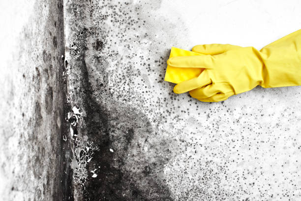 Best Mold Testing  in Cherry Brah, NC