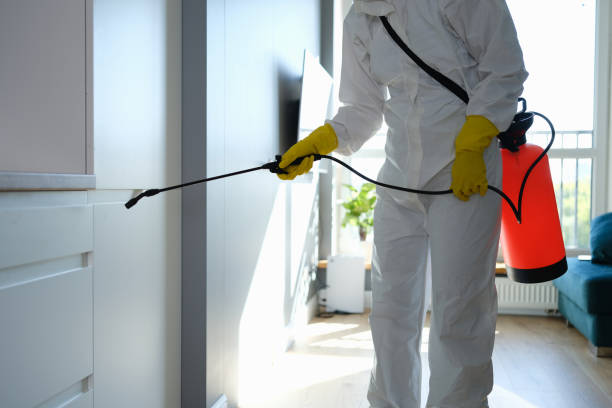 Best Mold Remediation  in Cherry Brah, NC