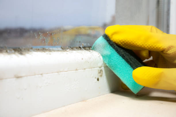 Best Attic Mold Removal  in Cherry Brah, NC