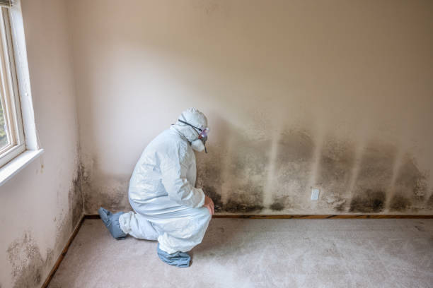 Attic Mold Removal in Cherry Branch, NC