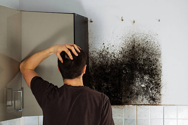 Best Commercial Mold Removal  in Cherry Brah, NC