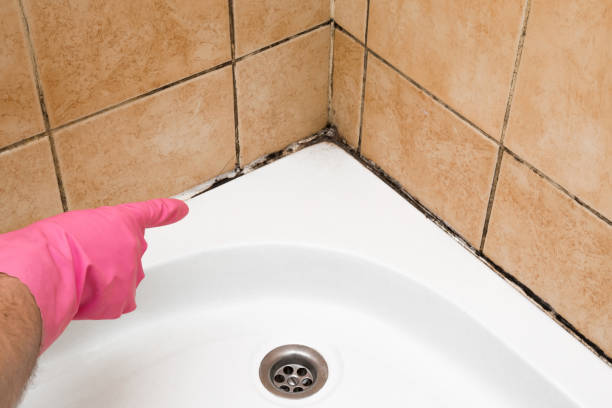 Best Local Mold Removal Service  in Cherry Brah, NC